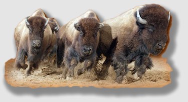 The City of Buffalo was not allowed to stampede over this plaintiff.