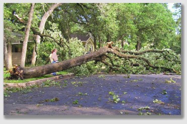 Sometimes, trimming trees next to driveways is a darn good idea ...