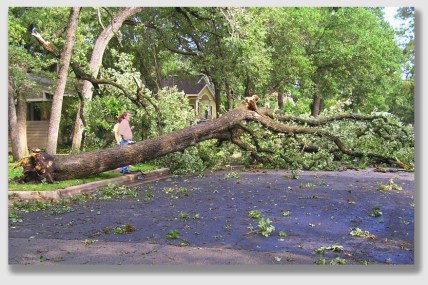 Sometimes, trimming trees next to driveways is a darn good idea ...