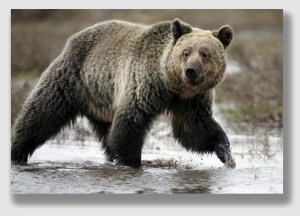 The grizzly - the alleged eater ...