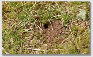 ... but Stack recalled it was somewhat small. This is known in the law as "a genuine issue of material fact."