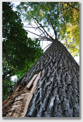 This dying ash stands on a tree lawn in Norwalk. The signature tracks of the ash borer are evident.