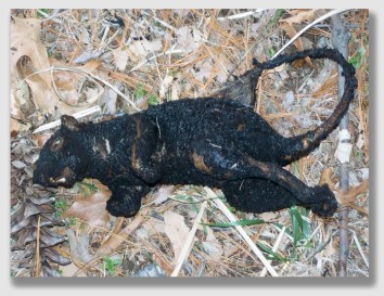 Squirrel - after ...