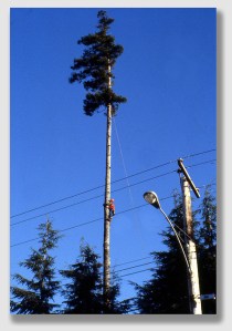 dangertree151222
