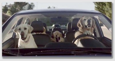 Even with the Marchuses' restricting classes to only ten vehicles (leading to dog carpools, no doubt), it was still too much for the neighbors ...