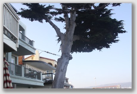 If your tree needs to be cabled like this, it's time to let it go - preferably not onto a passerby.