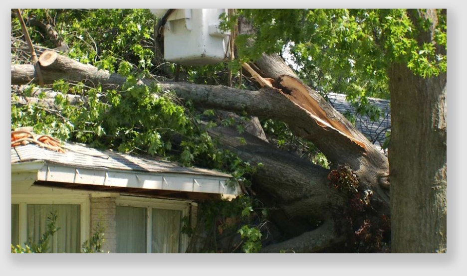 Some would say "disaster." Tal Mims said "opportunity."