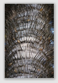 Palm trees can provide the unsuspecting with an unpleasant time.