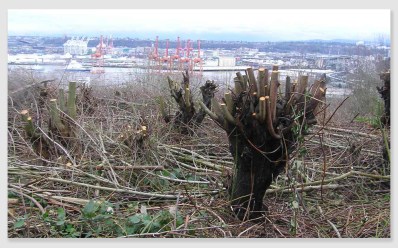 seattlecutting161004