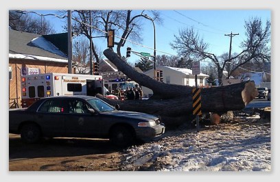 treefallinjury161020