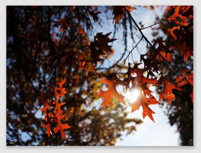 fallleaves161206