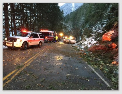 childkilledtree170104