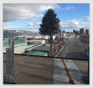 novascotiatree170228