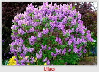 lilacs180919